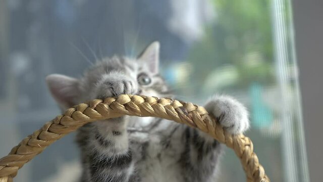 slow motion of funny tabby kittens breed scottish fold playing