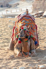 Egypt, camels among the sands of the Giza valley