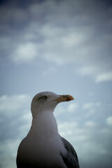 seagull on the sky