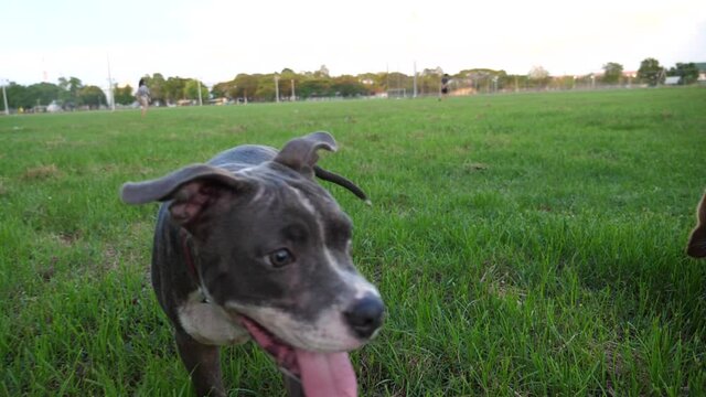 slow motion of pit bull terrier dog running in the park and beagle play
