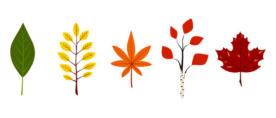 five autumn leaves of green, yellow, orange and red colors