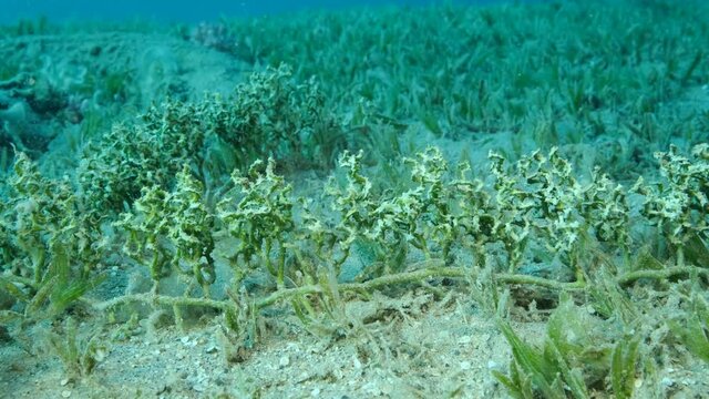 Close-up of Sea grapes of Sea Grape (Caulerpa racemosa). Underwater shot