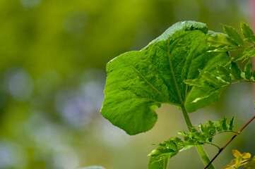 Kompozycja roślinna tło z dużym zielonym liściem