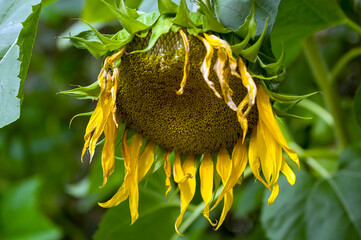 Duży dojrzały kwiat słonecznika