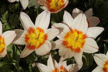 gorgeous sunlit white with yellow & orange tulips on fine April day on Flower Island of Mainau in Germany	
