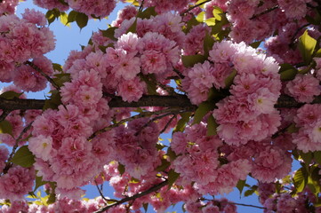 gorgeous pink Japanese flowering cherry