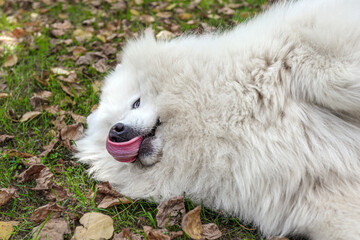 Samoyed. Fluffy white big dog in nature