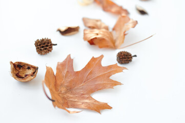 autumn leaves composition on white background