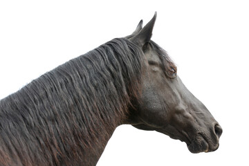 Side view portrait of a horse
