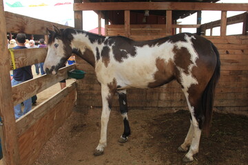 COW HORSE