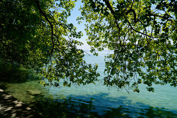beautiful lush green trees hanging over the emerald green water of lake Constance in Lindau (Germany)	