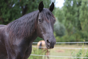 Head shot of a purebred morgan horse at a rural ranch