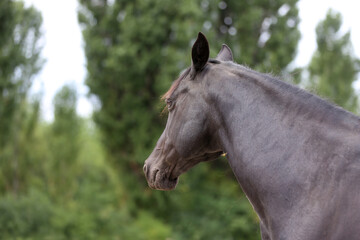 Fototapeta premium Head shot of a purebred morgan horse at a rural ranch
