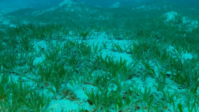 Camera moving forwards above seabed covered with green seagrass. Underwater landscape with Halophila seagrass. Slow motion