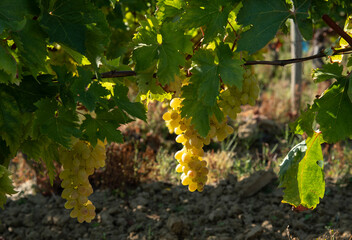Chasselas, raisin de table blanc particulièrement juteux d'une couleur dorée dans les environs de...