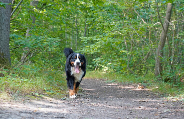 Naklejka na ściany i meble Bernese Mountain Dog walking o the path in the woods 