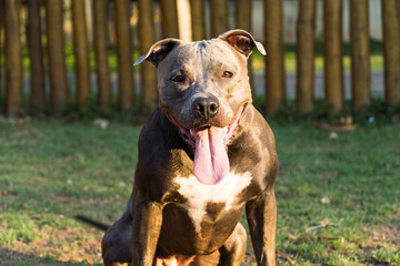 Pit bull dog playing and having fun in the park at sunset. Selective focus.