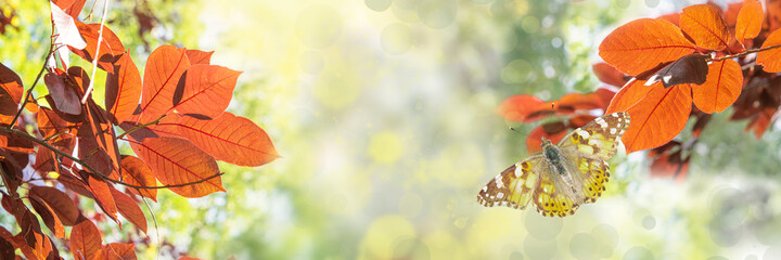 Tree branches with orange autumn leaves on the background of a blue butterfly.Beautiful natural background with panoramic views. A large-format album, space for copying.