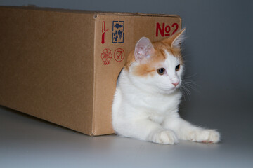 Ginger cat