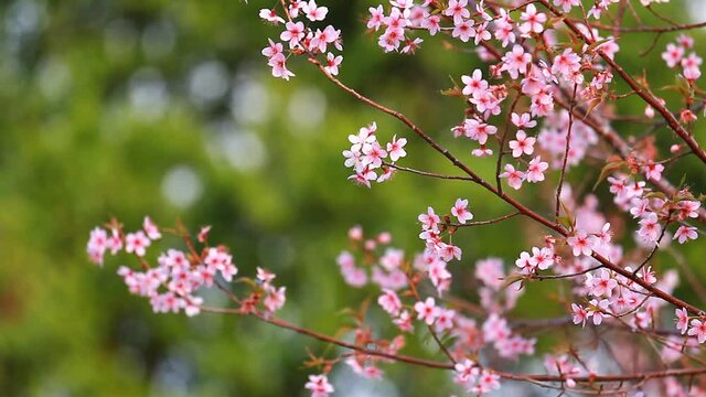 branch of pink sakura blossoms at phu lom lo mountain thailand