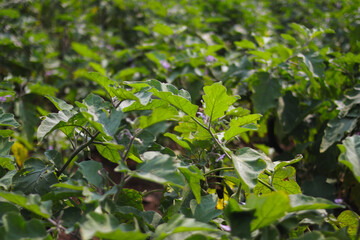 Close-up view of purple eggplant fields in Indonesia
