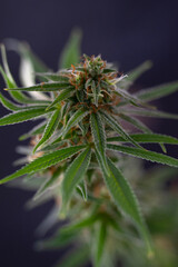 Planta de Cannabis en flora