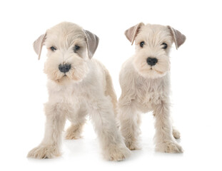 puppies miniature schnauzer in studio