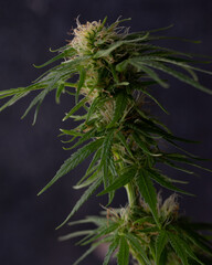 Planta de Cannabis en flora