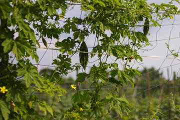 Bitter melon or momordica charantia also called bitter gourd or bitter squash hanging on trees in...