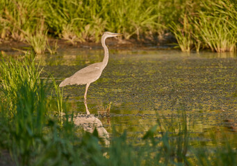 great blue heron in the marsh