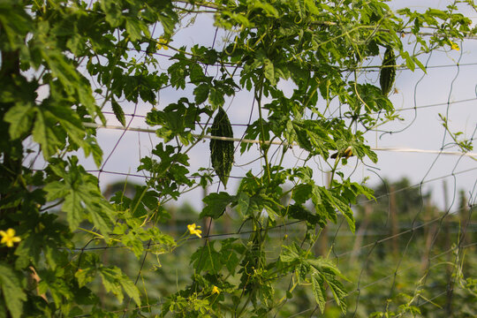 Bitter melon or momordica charantia also called bitter gourd or bitter squash hanging on trees in the local fields in Indonesia.