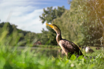 Cormoran à aigrette