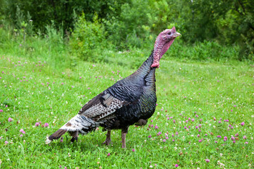 Turkey on a green grass with clover. Free-range female turkey