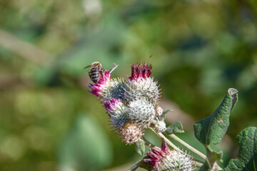 Burdock that blooms with fillet color in the field