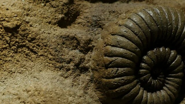 fossil ammonites in the rock pan shot 