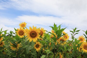高原に広がるたくさんのヒマワリ畑
