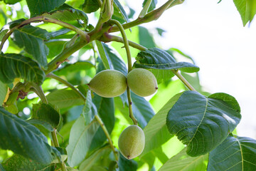fresh green leaves afgainst blue sky background. Manchurian walnut leaves (Juglans mandshurica)