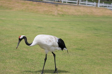 芝生の上を歩くタンチョウ鶴