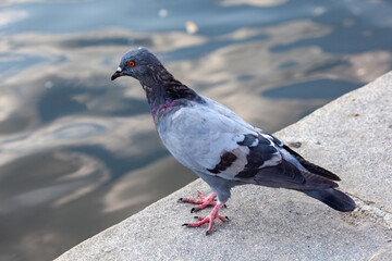 gray pigeon in the city, close up