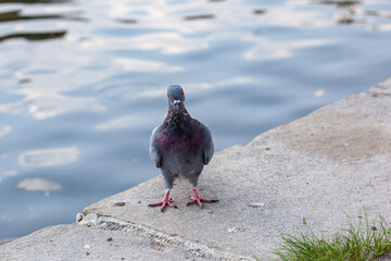 gray pigeon looking at the camera, close up