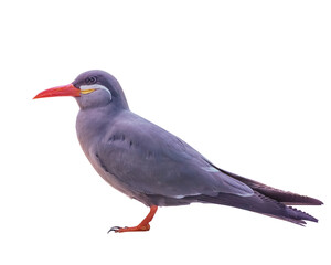 Inca Tern with dark grey body, white moustache on both sides of its head, and red-orange beak and feet. Isolaterd