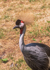 Grey Crowned Crane, African crowned, East African crane. Portrait Vertical photo