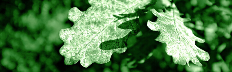 oak leaves close-up. selective focus monochrome green banner of natural oak leaves