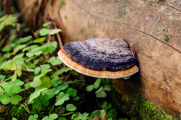 Chaga mushroom (tinder fungus) growing on a fallen tree in the summer. Close-up. Bokeh background