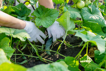 hand picking cucumbers, cucumbers in the garden, cucumbers on the vine