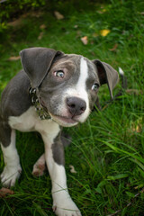 american staffordshire terrier puppy