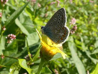 papillon azuré céleste