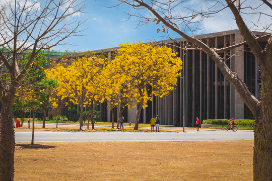Ipê Amarelo enquadrado em árvores em Brasília, com Palácio da Justiça ao fundo