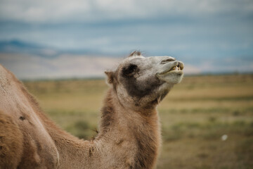 A camel grazes in the steppe of the Altai Mountains
