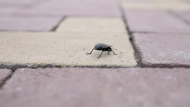 A black beetle walks on the cobblestones